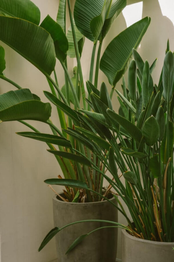 Spathiphyllum - 画像 (2)