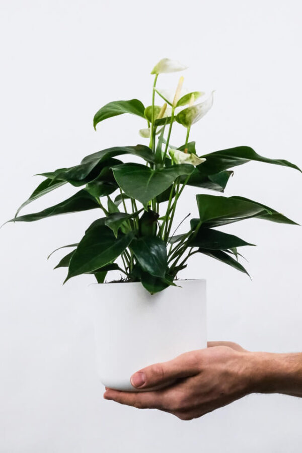 Golden Pothos Pole - 画像 (2)