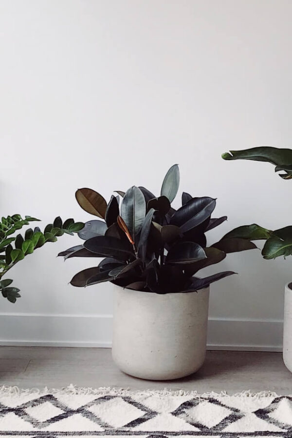 Hoya Obovatum - 画像 (2)