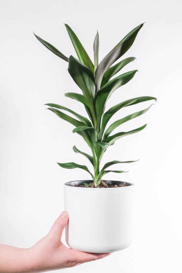 Dracaena Lisa - 画像 (2)