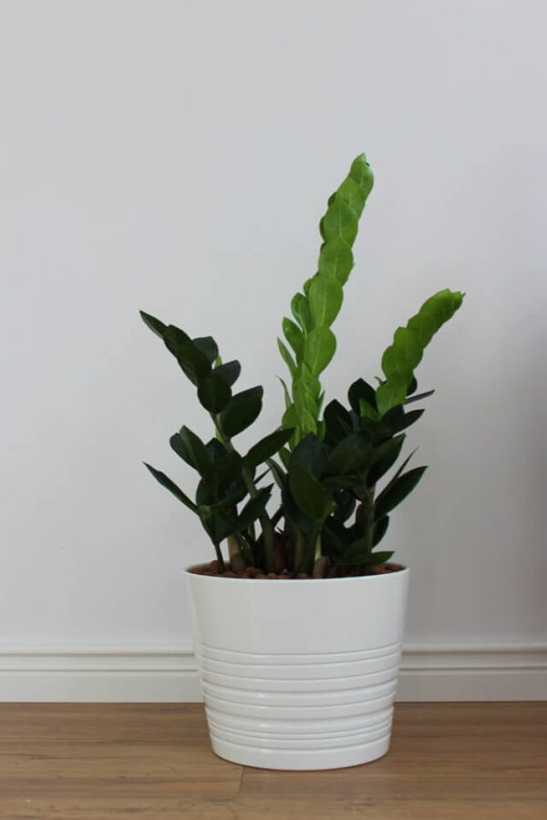 Zz Plants - 画像 (2)