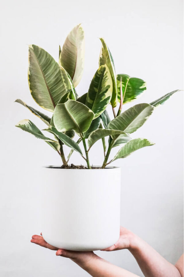 Calathea Beauty Star - 画像 (2)