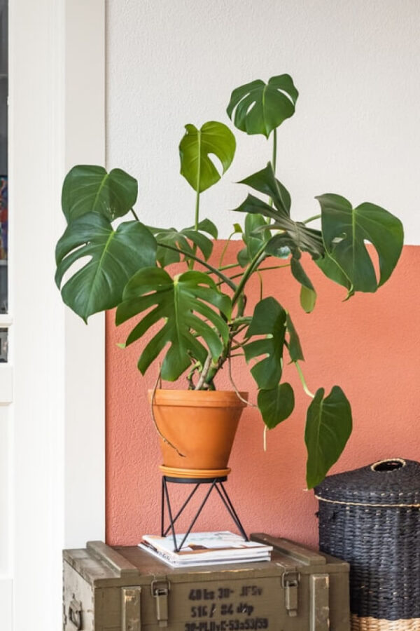 Monstera Deliciosa - 画像 (2)