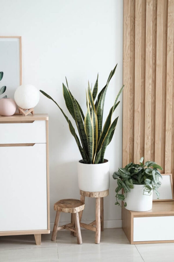 Sansevieria Golden Flame - 画像 (2)